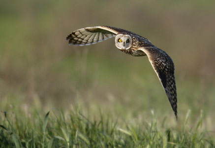 Short-eared Owl (Asio flammeus) photo