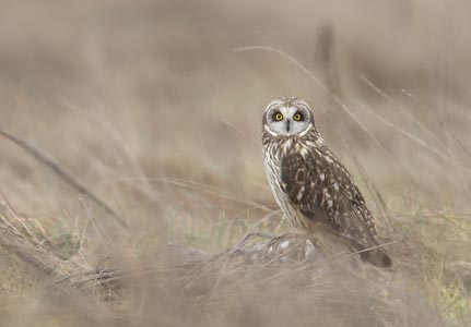 Short-eared Owl (Asio flammeus) photo