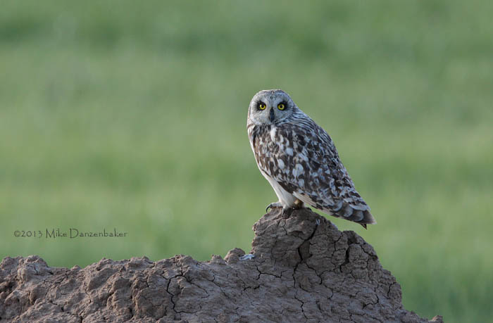 Short-eared Owl (Asio flammeus) photo