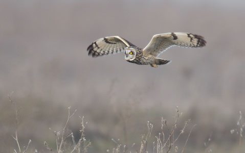 Short-eared Owl (Asio flammeus) photo