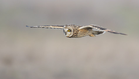 Short-eared Owl (Asio flammeus) photo