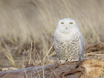 Snowy Owl (Nyctea scandiaca) photo
