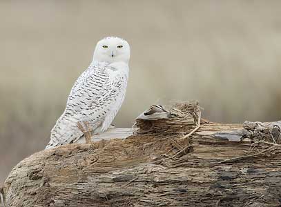 Snowy Owl (Nyctea scandiaca) photo