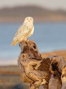 Snowy Owl (Nyctea scandiaca) photo