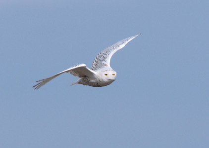 Snowy Owl (Nyctea scandiaca) photo