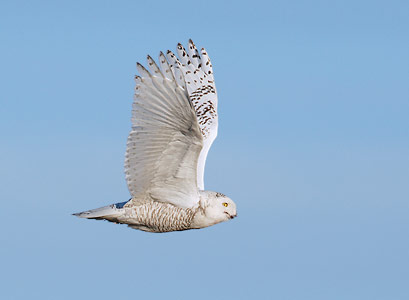 Snowy Owl (Nyctea scandiaca) photo