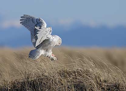 Snowy Owl (Nyctea scandiaca) photo