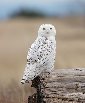 Snowy Owl (Nyctea scandiaca) photo