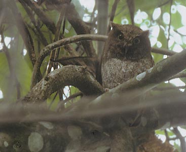 Vermiculated Screech-Owl (Otus guatemalae) photo