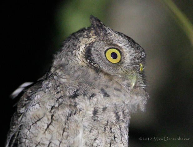 West Peruvian Screech Owl (Megascops roboratus) photo