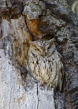 Western Screech-Owl (Otus kennicottii) photo