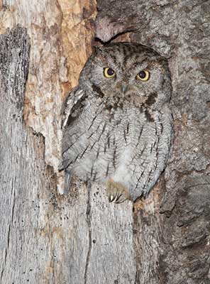 Western Screech-Owl (Otus kennicottii) photo