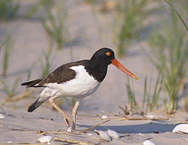 American Oystercatcher (Haematopus palliatus) photo image