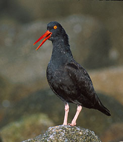 Black Oystercatcher (Haematopus bachmani) photo image