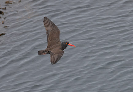 Black Oystercatcher (Haematopus bachmani) photo
