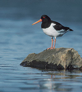 Eurasian Oystercatcher (Haematopus ostralegus) photo image
