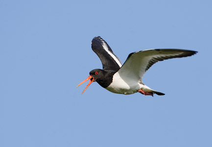 Eurasian Oystercatcher (Haematopus ostralegus) photo