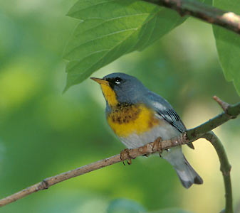 Northern Parula (Parula americana) photo image