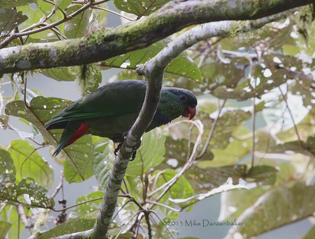 Red-billed Parrot (Pionus sordidus) photo