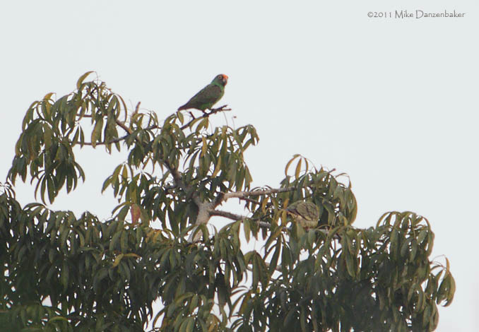 Red-fronted Parrot (Poicephalus gulielmi) photo