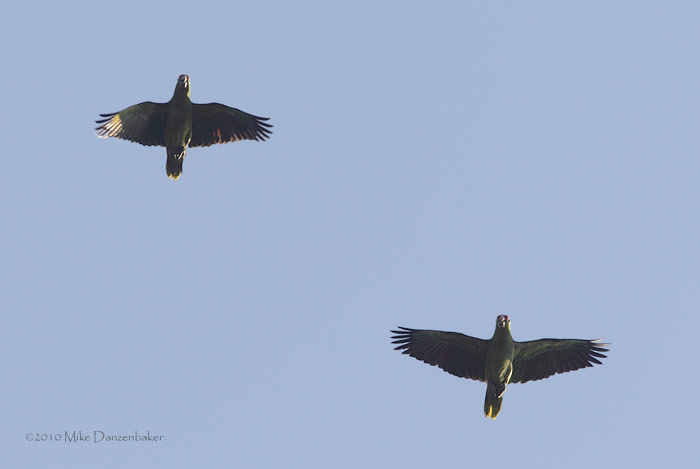 Red-lored Parrot (Amazona autumnalis) photo