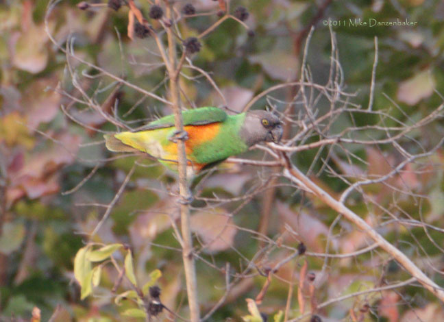 Senegal Parrot (Poicephalus senegalus) photo