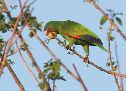 White-fronted Parrot (Amazona albifrons) photo