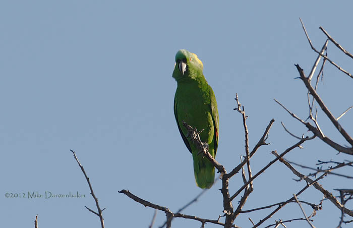 Yellow-naped Amazon (Amazona auropalliata) photo