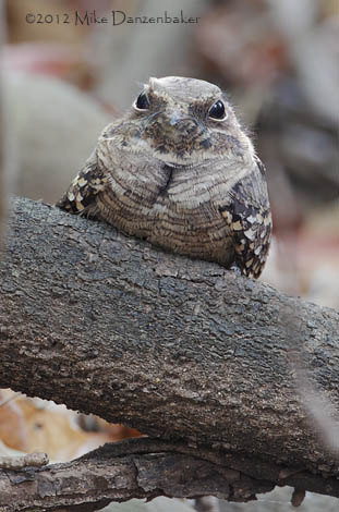 Pauraque (Nyctidromus albicollis) photo