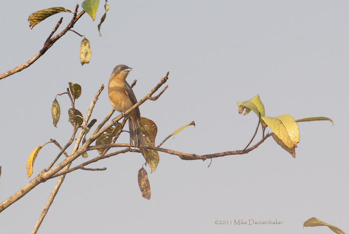 Northern Puffback (Dryoscopus gambensis) photo