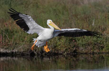 American White Pelican (Pelecanus erythrorhynchos) photo