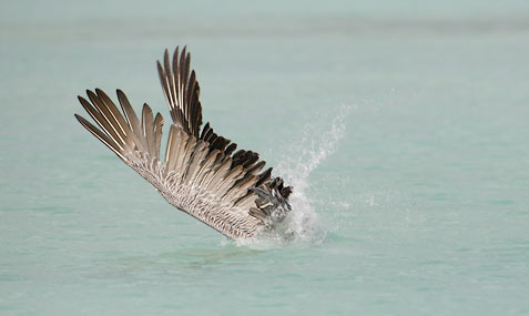 Brown Pelican (Pelecanus occidentalis) photo