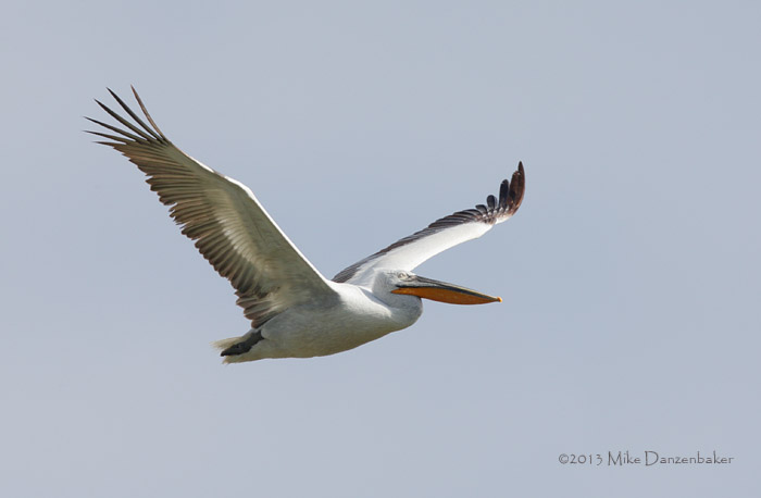 Dalmatian Pelican (Pelecanus crispus) photo