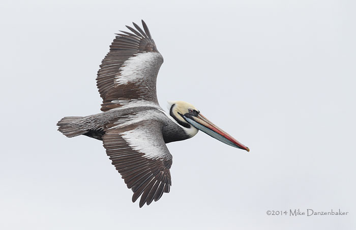 Peruvian Pelican (Pelecanus thagus) photo