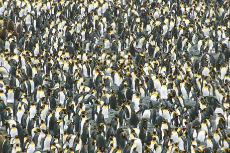 King Penguin (Aptenodytes patagonicus) photo image