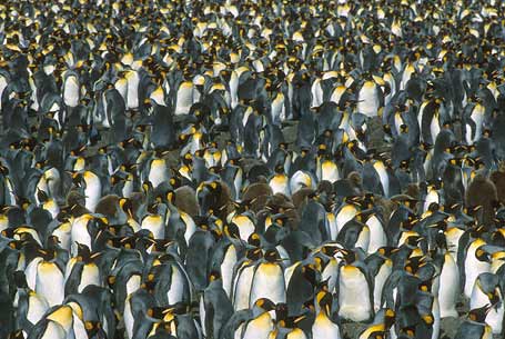 King Penguin (Aptenodytes patagonicus) photo image