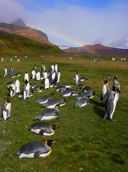 King Penguin (Aptenodytes patagonicus) photo