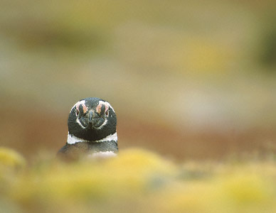 Magellanic Penguin (Spheniscus magellanicus) photo image