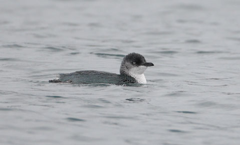 White-flippered Penguin (Eudyptula albosignata) photo