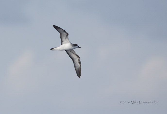 Barau's Petrel (Pterodroma baraui) photo
