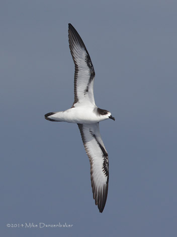 Barau's Petrel (Pterodroma baraui) photo