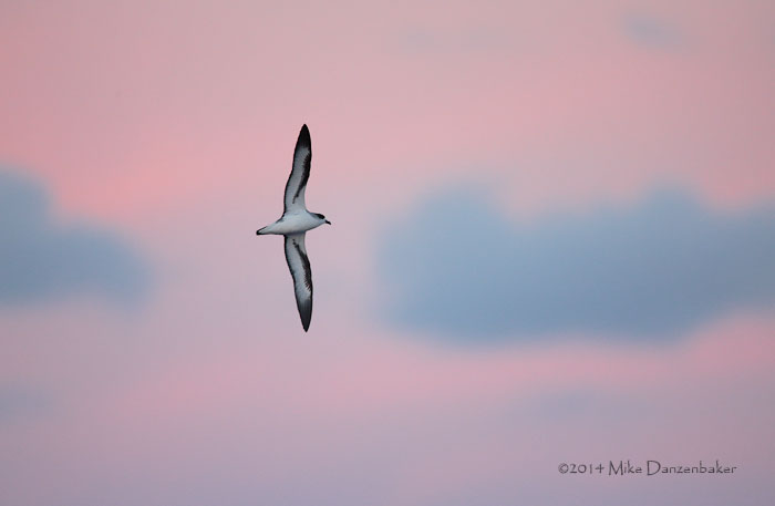 Barau's Petrel (Pterodroma baraui) photo
