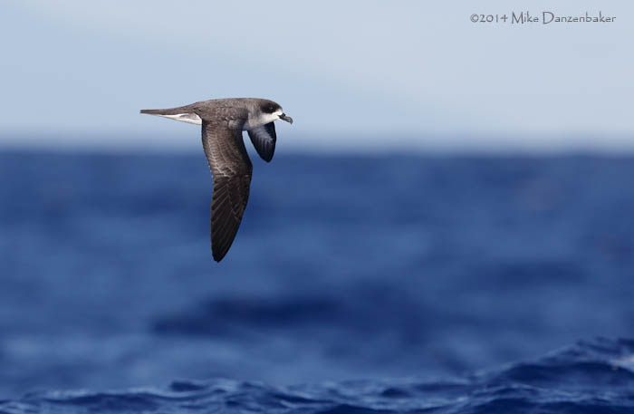 Barau's Petrel (Pterodroma baraui) photo