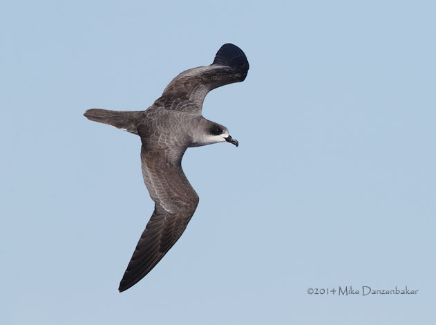Barau's Petrel (Pterodroma baraui) photo