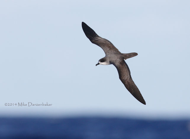 Barau's Petrel (Pterodroma baraui) photo