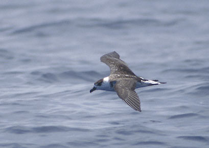 Black-capped Petrel (Pterodroma hasitata) photo