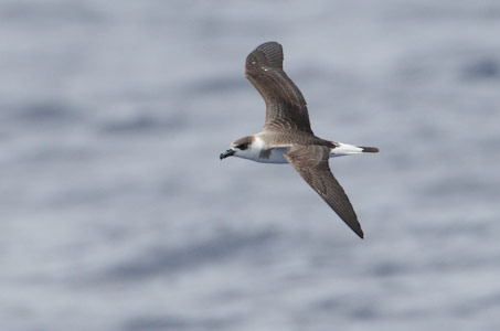 Black-capped Petrel (Pterodroma hasitata) photo