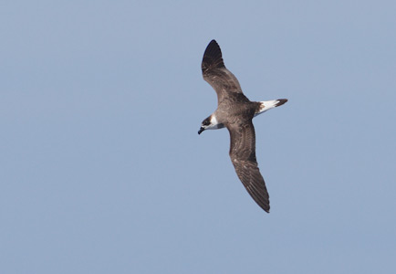 Black-capped Petrel (Pterodroma hasitata) photo