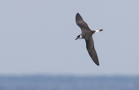 Black-capped Petrel (Pterodroma hasitata) photo