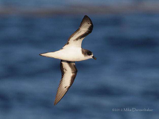 Bermuda Petrel (Pterodroma cahow) photo